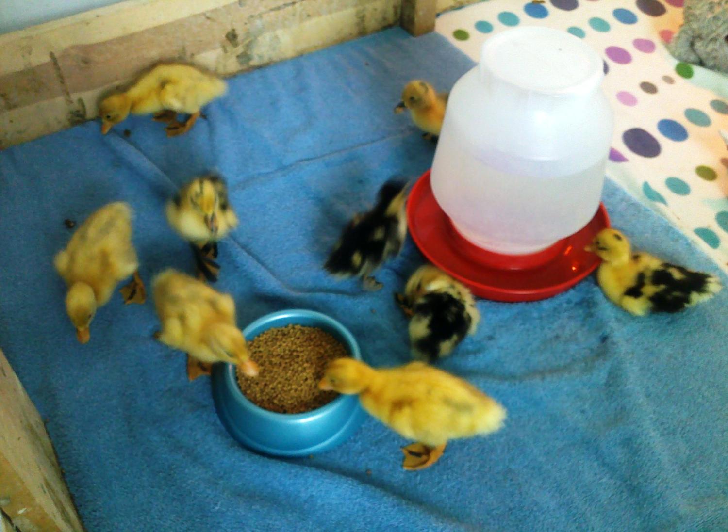 babies in big pen.jpg