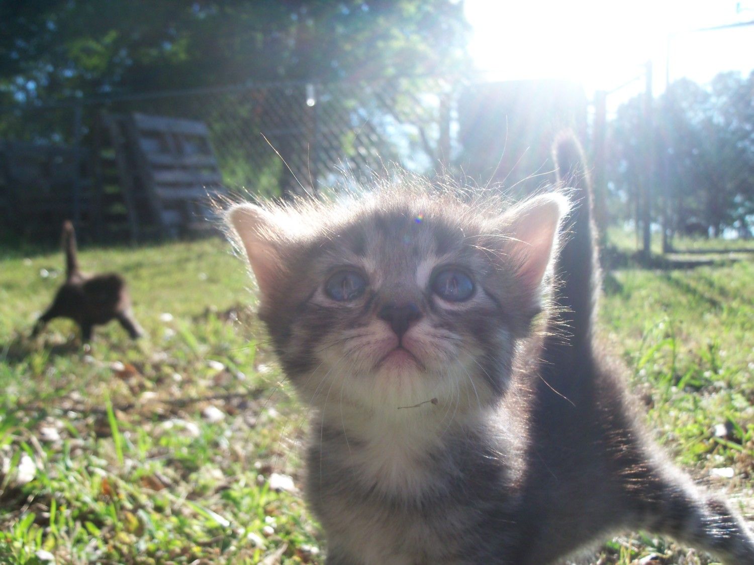 kittens outside