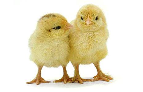 Chicken Chicks