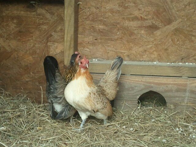 Need for re-home bantam hen in Louisiana