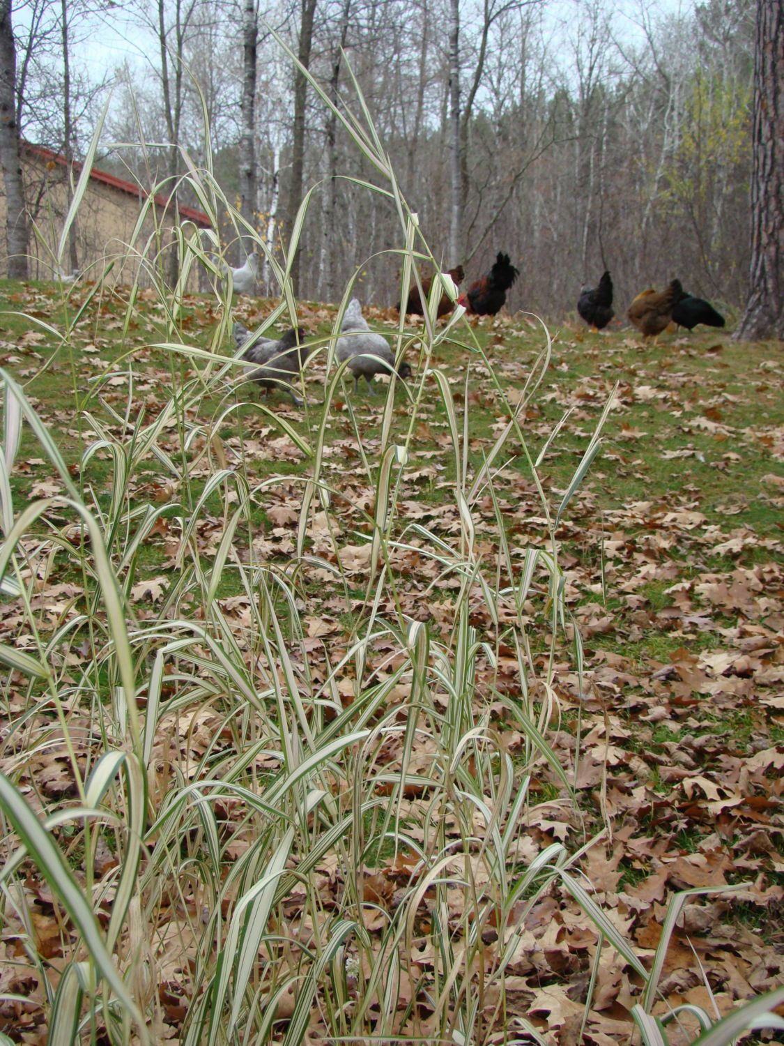 Landscaping and Plantings for a Free Range Flock