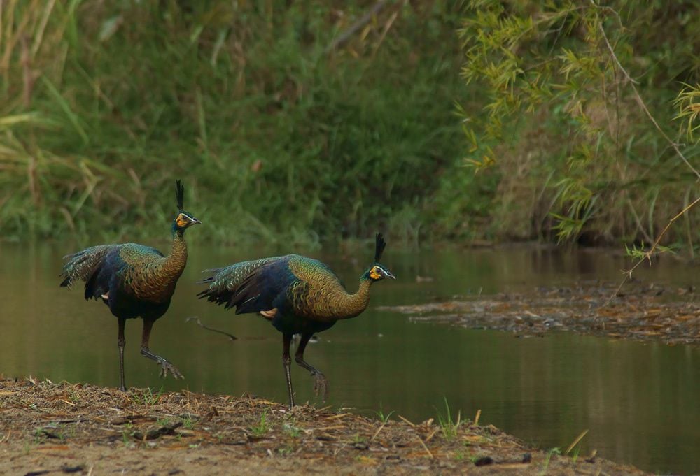 green-peafowl-026.jpg