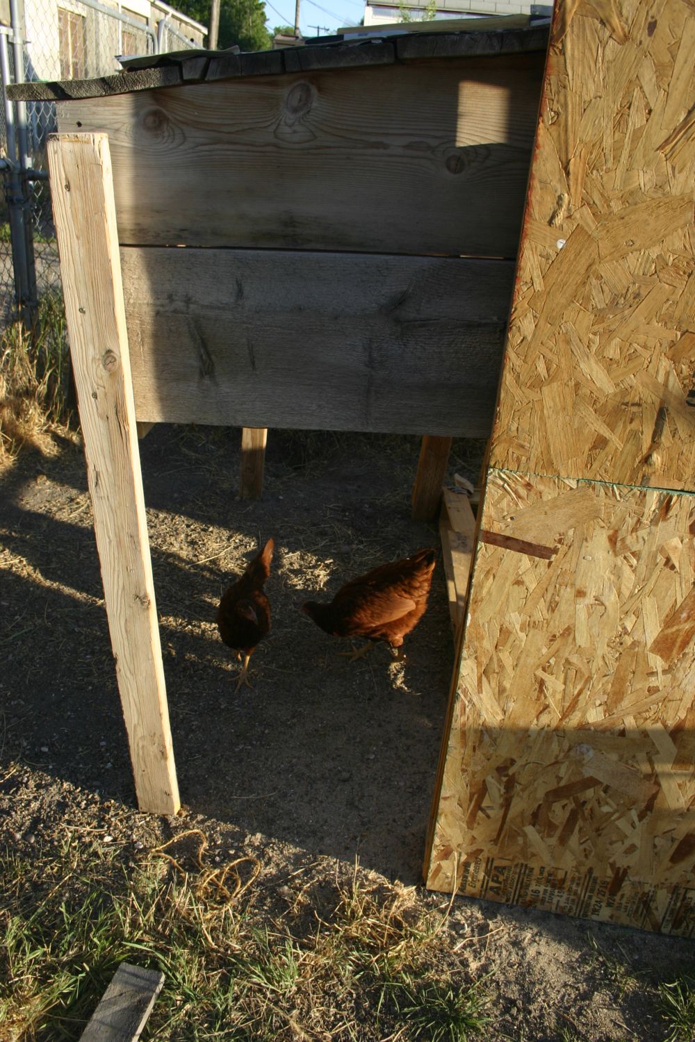 GOAL: Chicken Coop for under $50 with Pallets! (**Progress Pics!**)