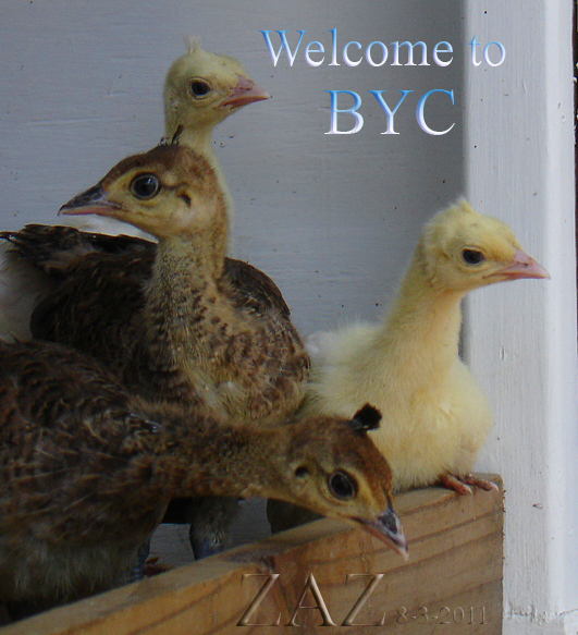DSC00141welcome.png