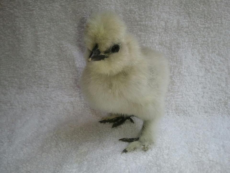 Vaulted skull Lavender Silkie.jpg