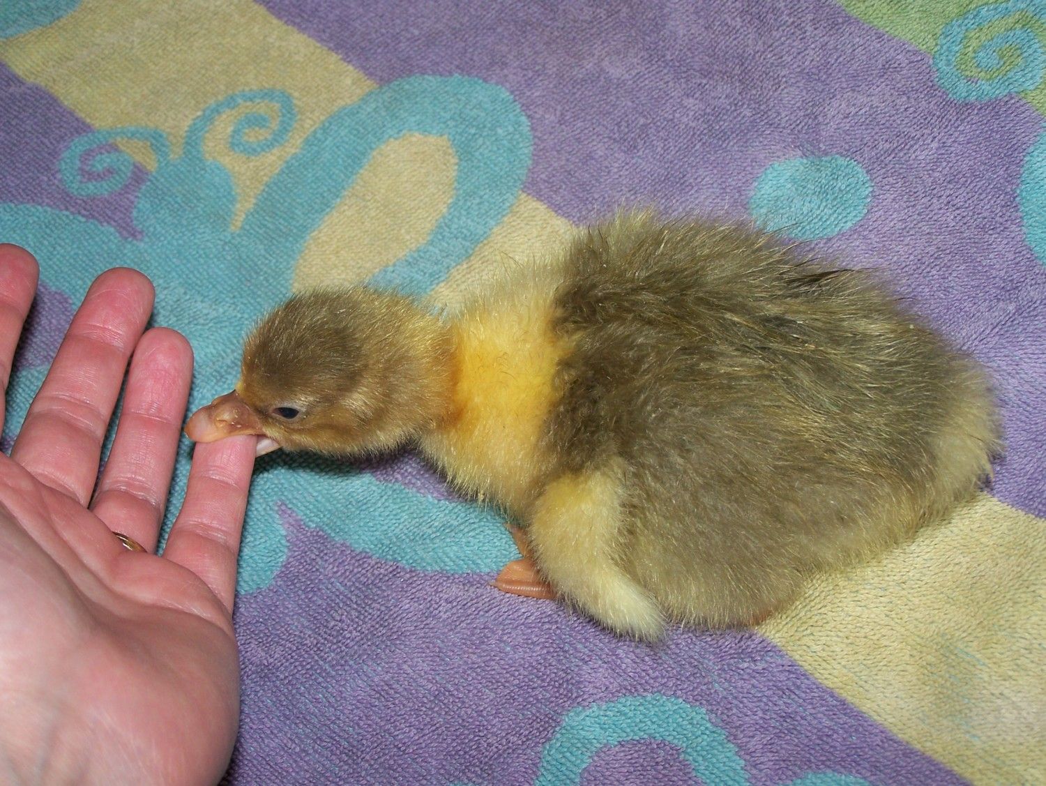 goslings 4-3-12 007.JPG