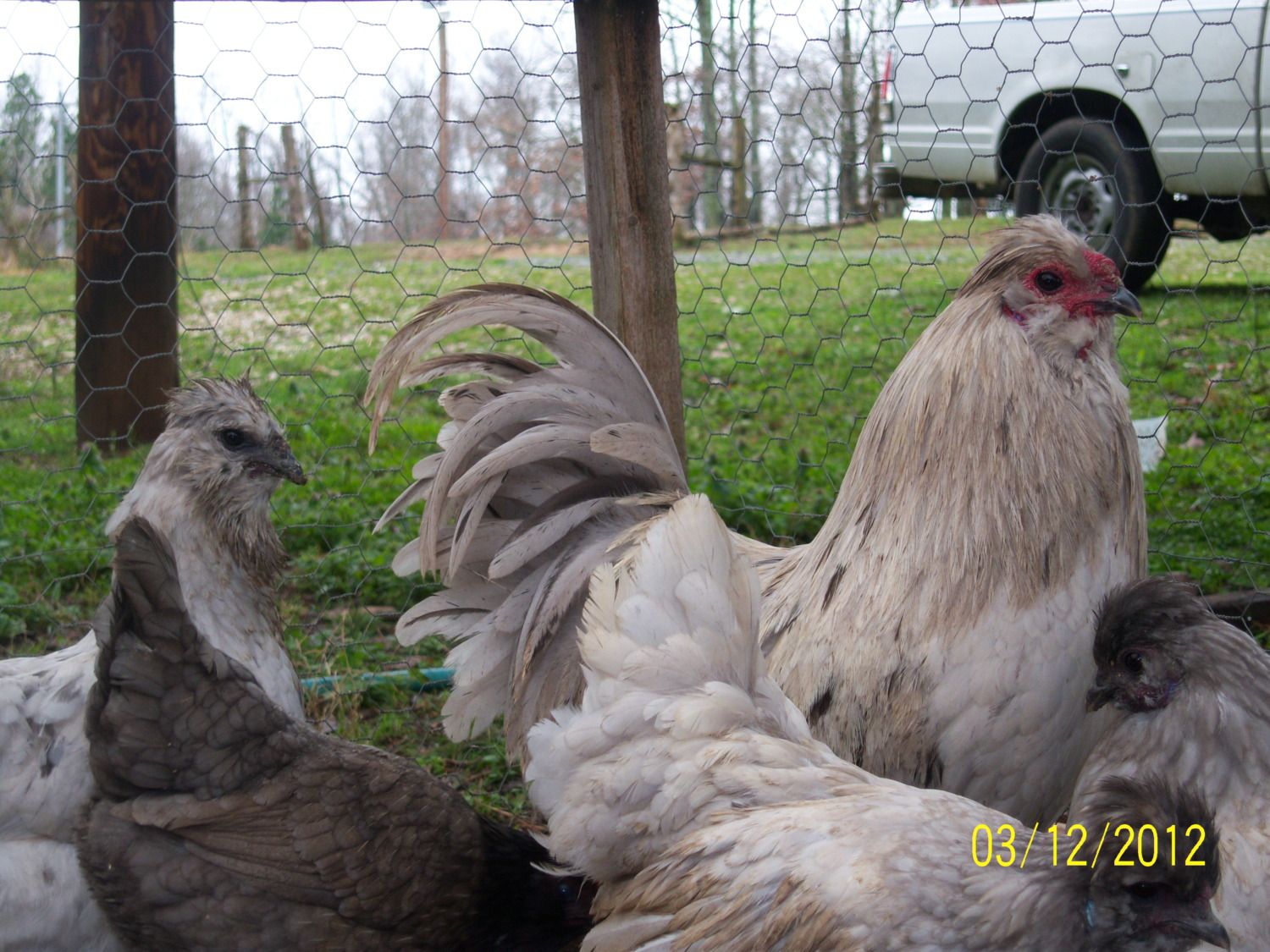 silkie feathers