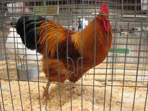 Columbian Restrictors On New Hampshire Breed The Classroom