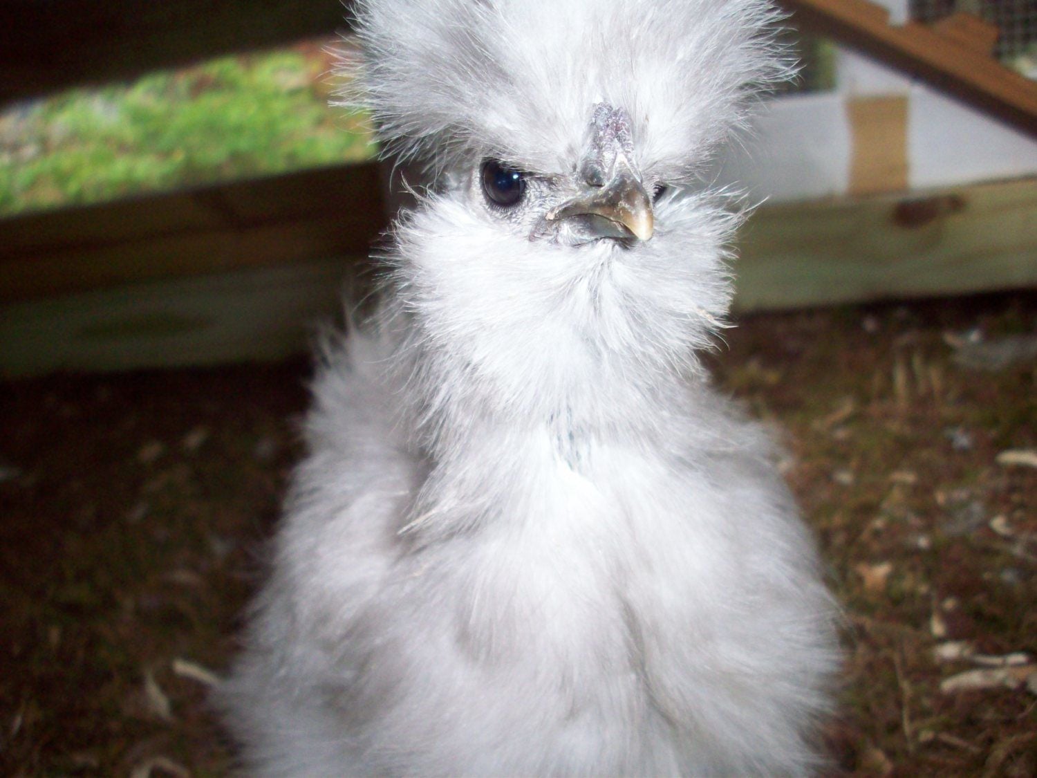 Plants Chickens Dont Eat BackYard Chickens Community