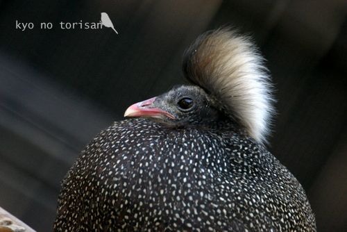 Rheinardia resting alert crest .jpg