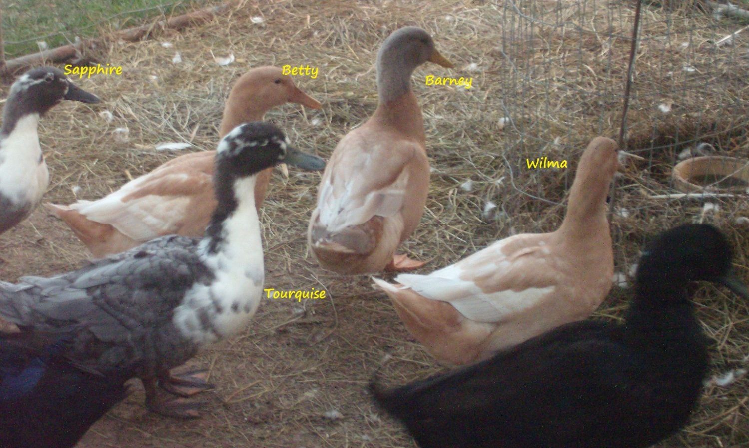 Ducks 6-29-2012.JPG