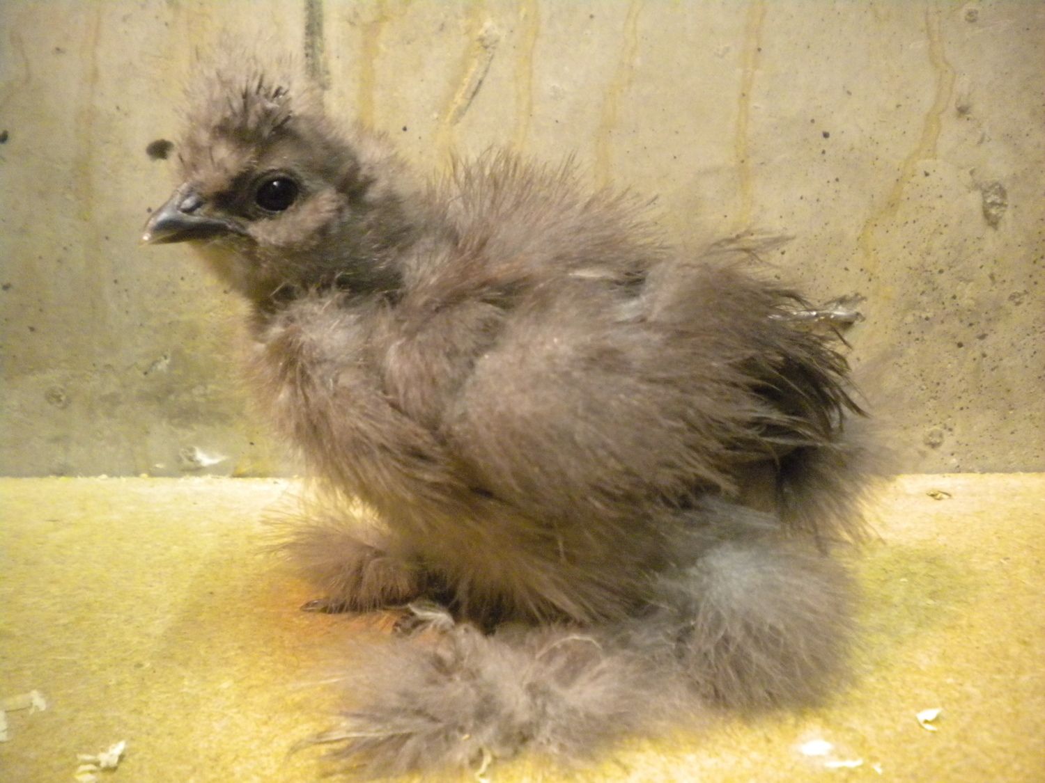 silkie colours