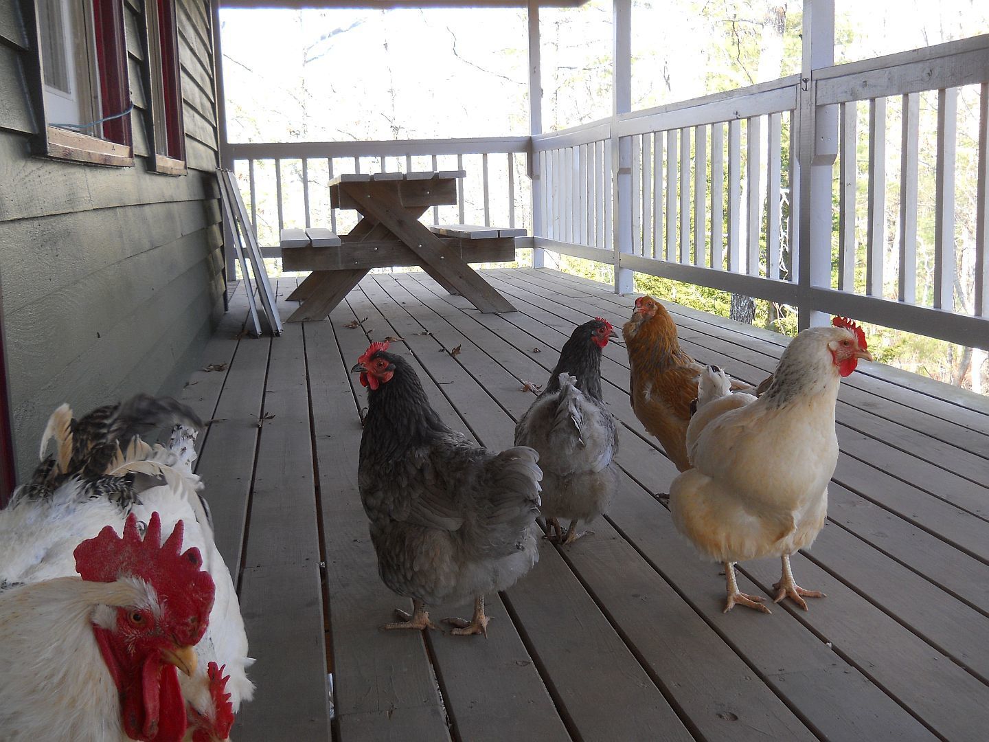 INVASION!!!!! My Deck Has Been Invaded! Ack!
