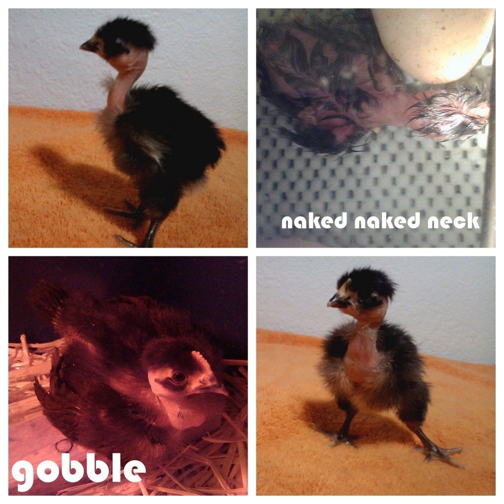 gobble turken