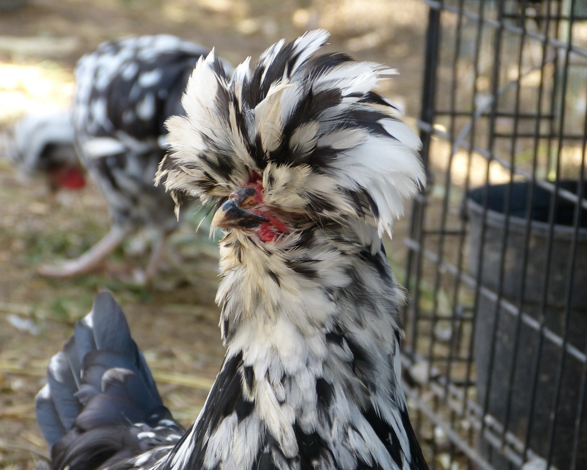 Chicken Breed Focus - Houdan