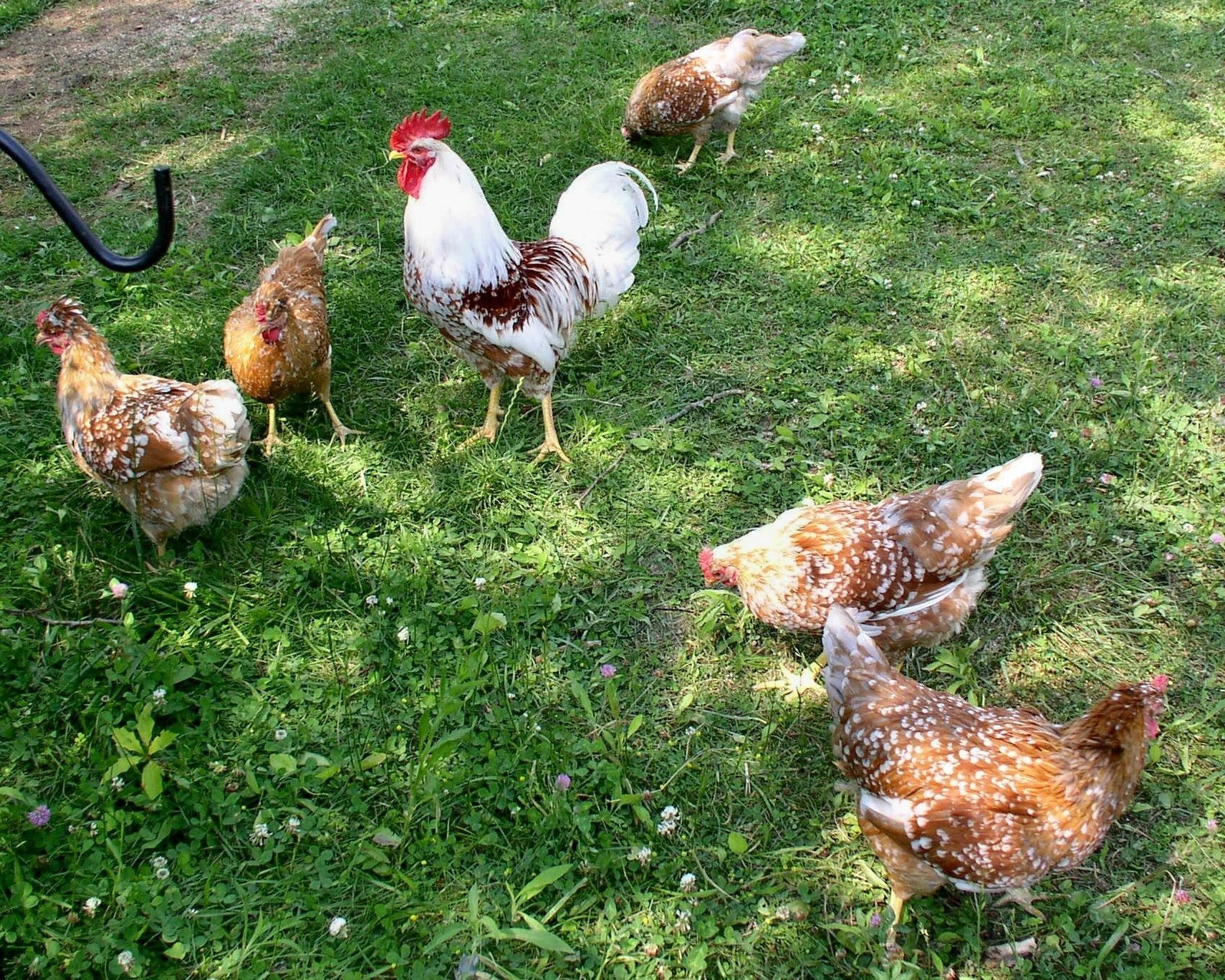 KYTinpusher's Flock Page | BackYard Chickens - Learn How to Raise Chickens