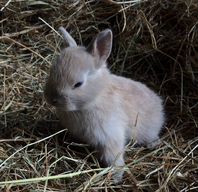 Lilac or Blue Tort? | Rabbit Talk - Meat Rabbit & Farming Forum