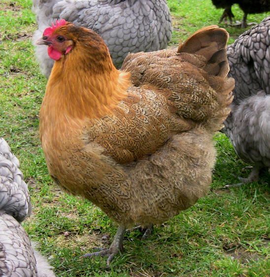 Partridge Questions | BackYard Chickens - Learn How to Raise Chickens