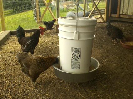 Ideas on getting a feeder and water system